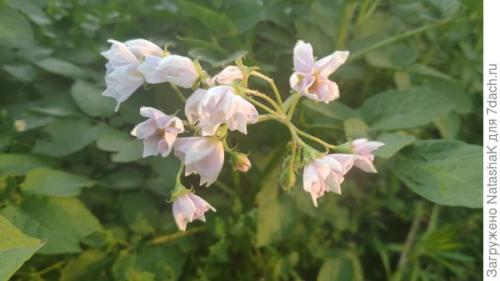 11 сортов картофеля проращиваю к сезону 2021. Картофельный урожай-2021