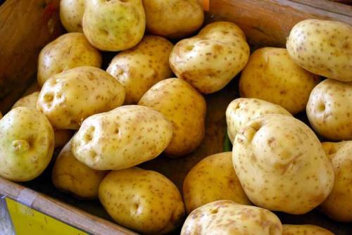 Лучшие сорта картофеля по вкусовым качествам. Рассыпчатые сорта картофеля – ТОП-20 2022 года