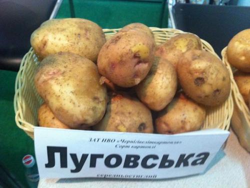 Сорта раннего картофеля для средней полосы России. Ранние и суперранние сорта картофеля описание фото отзывы