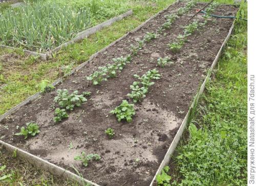 11 сортов картофеля проращиваю к сезону 2021. Картофельный урожай-2021