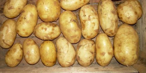 Лучшие сорта картофеля по вкусовым качествам. Рассыпчатые сорта картофеля – ТОП-20 2022 года