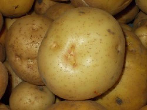 Как определить сорт картофеля?