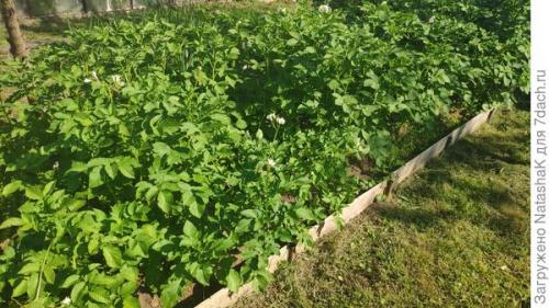 11 сортов картофеля проращиваю к сезону 2021. Картофельный урожай-2021