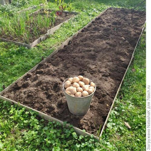 11 сортов картофеля проращиваю к сезону 2021. Картофельный урожай-2021