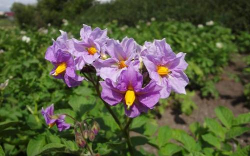 Картофель Сорокодневка сорта. Картофель Сорокодневка —, что это за сорт