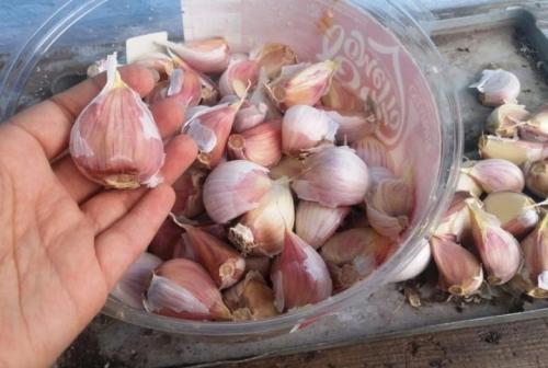 Как вырастить яровой чеснок. Яровой чеснок: агротехника и сорта 07