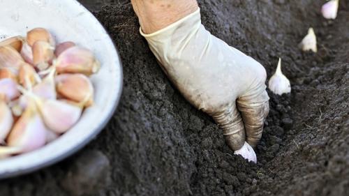 Когда созревает яровой чеснок. Что такое яровой чеснок и как его правильно выращивать: пошаговое руководство и секреты опытных огородников