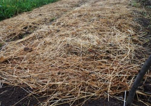 Как вырастить яровой чеснок. Яровой чеснок: агротехника и сорта 09