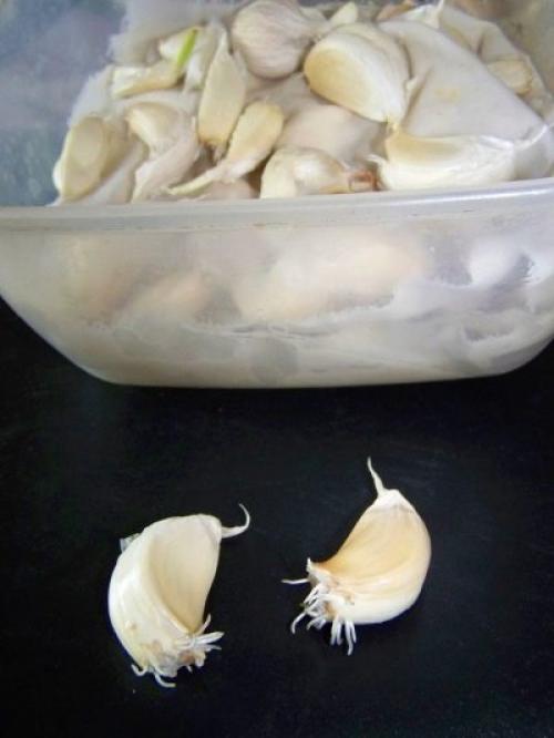 Как вырастить яровой чеснок. Яровой чеснок: агротехника и сорта 06