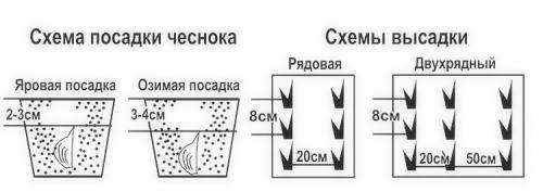 Посадка чеснока летом. Способы посадки чеснока