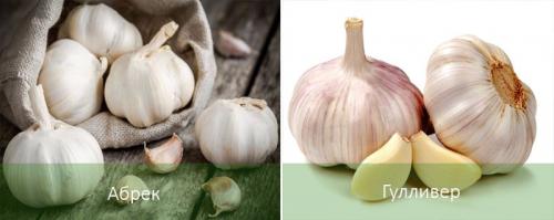 Как вырастить яровой чеснок. Яровой чеснок: агротехника и сорта