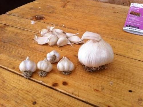 Как обновить яровой чеснок. Обновление и восстановление посадочного материала нестрелкующегося чеснока