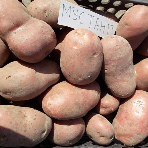 Лучшие сорта картофеля 2021. Рассыпчатые сорта картофеля – ТОП-20 2022 года