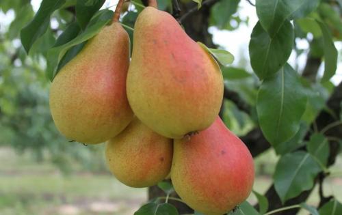 Груша Чижовская высота. Груша Чижовская — сорт высокого урожая