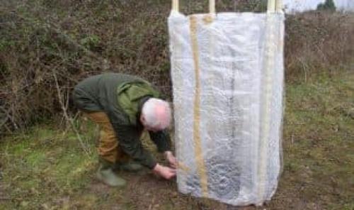 Груша Лада высота дерева. Почему груша Лада так популярна среди отечественных садоводов