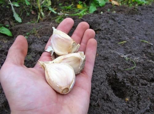Когда сажать чеснок под зиму. Когда сажать чеснок в октябре 2022 года по лунному календарю благоприятные дни