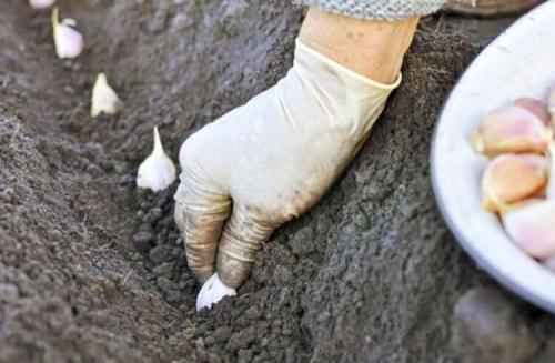 Когда и как сажать чеснок весной и под зиму. Общие и региональные особенности 03