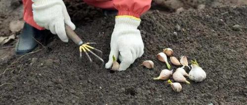 Когда сажать чеснок под зиму. Когда сажать чеснок в октябре 2022 года по лунному календарю благоприятные дни