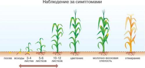 Как можно восстановить кукурузу после заморозков весной. ИЗБЫТОК ВЛАГИ