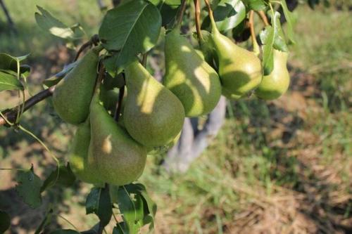 Когда собирать ноябрьскую грушу. Описание сибирской груши Ноябрьская зимняя