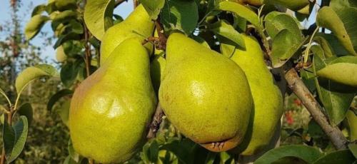 Когда собирать ноябрьскую грушу. Описание сибирской груши Ноябрьская зимняя