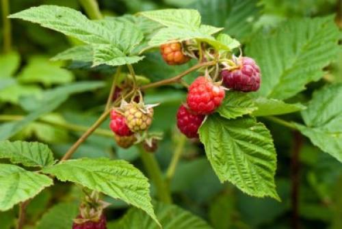 Можно ли беременным чай из листьев малины. Листики растения