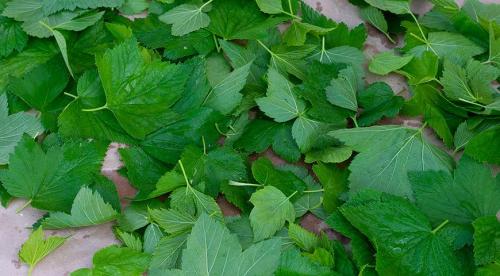 Польза чая из листьев черной смородины при беременности. 08 Польза чая из листьев черной смородины при беременности. 08