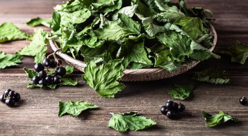 Польза чая из листьев черной смородины при беременности. 11 Польза чая из листьев черной смородины при беременности. 11