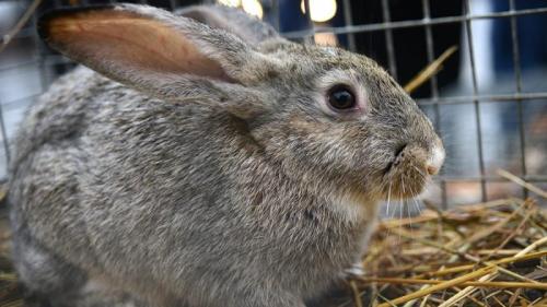 Как влияет окружающая среда на продолжительность беременности у декоративных кроликов. Вынашивание и окрол