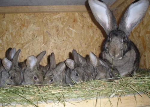 Как влияет окружающая среда на продолжительность беременности у декоративных кроликов. Вынашивание и окрол