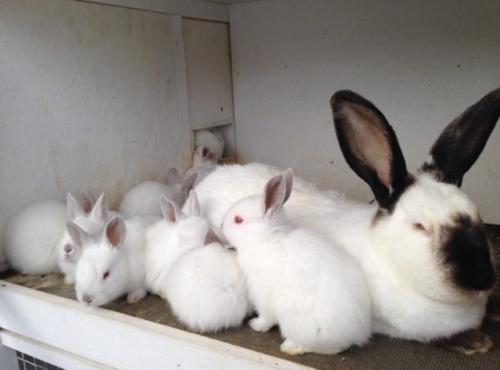 Сколько длится беременность у декоративных кроликов. Сколько времени длится беременность у кроликов?
