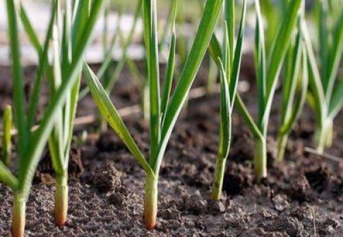 Как и когда сажать чеснок. Как правильно сажать чеснок под зиму 16