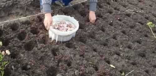 Когда сажать чеснок весной 2022. Лунный календарь посадки чеснока в 2022 году