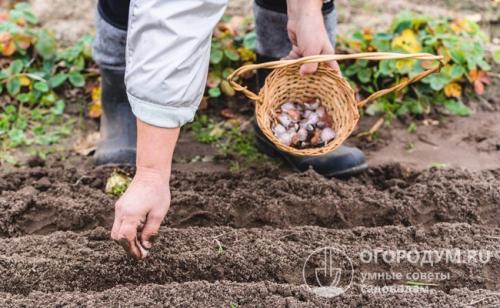 Когда сажать чеснок на зиму. Как сажать чеснок под зиму