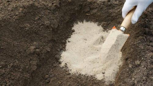 Как и когда сажать чеснок. Как правильно сажать чеснок под зиму