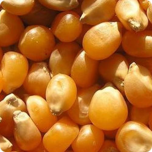 Как обеспечить достаточное количество влаги для кукурузы на даче