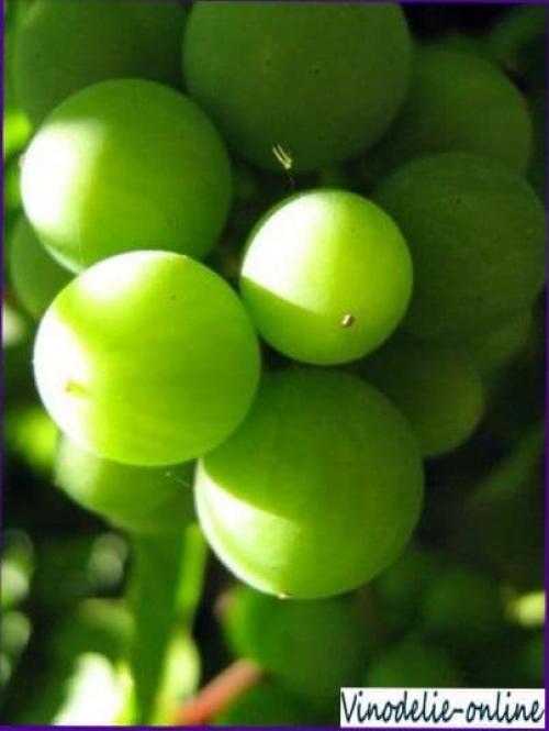 Вино из недозревшего винограда. Вино из неспелого винограда