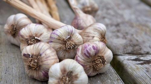 Чеснок уход выращивание. Нюансы выращивания озимого чеснока