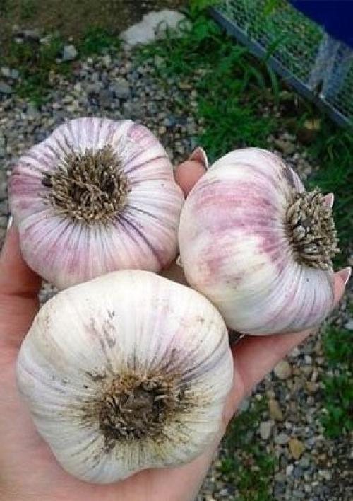 Как быстро посадить чеснок. Сорта чеснока для выращивания в домашних условиях