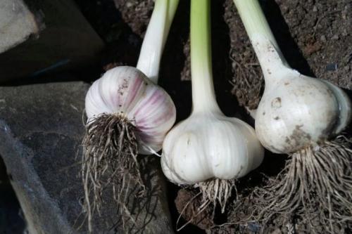 Выращивание чеснока в открытом грунте чеснок посадка уход. Обновление сорта 02 Выращивание чеснока в открытом грунте чеснок посадка уход. Обновление сорта 02