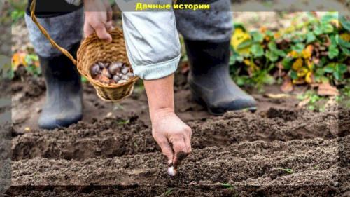 Что положить в лунку при посадке чеснока. Очень подробно о посадке озимого чеснока. Многолетние наработки для богатого урожая