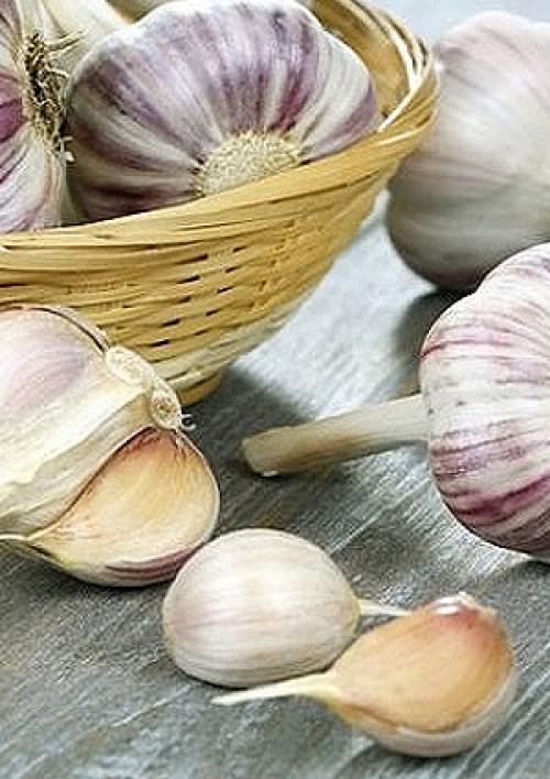 Как быстро посадить чеснок. Сорта чеснока для выращивания в домашних условиях