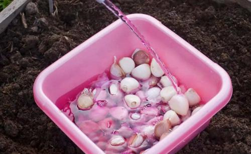 Нужно ли поливать землю перед посадкой чеснока. Как подготовить и обработать зубчики чеснока перед посадкой