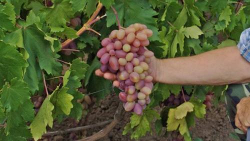 Может ли дозреть виноград после срезания. Причины незрелого винограда
