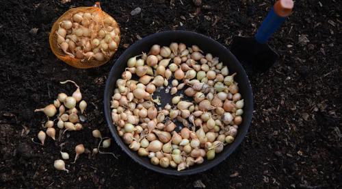 Как сажать чеснок правильно и когда это сделать. Азы посадки озимого чеснока – краткая, но ёмкая и понятная инструкция 07 Как сажать чеснок правильно и когда это сделать. Азы посадки озимого чеснока – краткая, но ёмкая и понятная инструкция 07