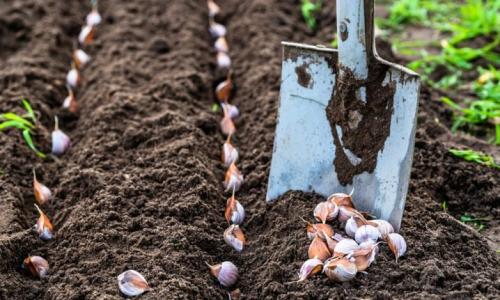 Как сажать чеснок правильно и когда это сделать. Азы посадки озимого чеснока – краткая, но ёмкая и понятная инструкция 06 Как сажать чеснок правильно и когда это сделать. Азы посадки озимого чеснока – краткая, но ёмкая и понятная инструкция 06