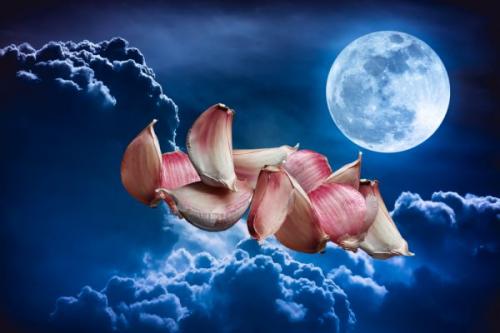 Как посадить чеснок на зиму. Когда сажать озимый чеснок осенью, в каком месяце