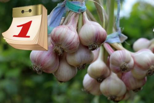 Как посадить чеснок на зиму. Когда сажать озимый чеснок осенью, в каком месяце