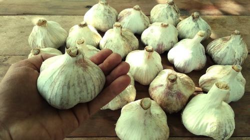 Как сажать чеснок правильно и когда это сделать. Азы посадки озимого чеснока – краткая, но ёмкая и понятная инструкция 01 Как сажать чеснок правильно и когда это сделать. Азы посадки озимого чеснока – краткая, но ёмкая и понятная инструкция 01