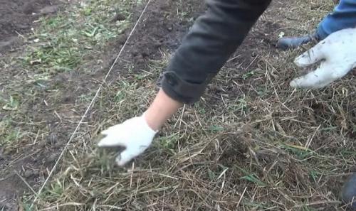 Как сажать чеснок правильно и когда это сделать. Азы посадки озимого чеснока – краткая, но ёмкая и понятная инструкция 05 Как сажать чеснок правильно и когда это сделать. Азы посадки озимого чеснока – краткая, но ёмкая и понятная инструкция 05